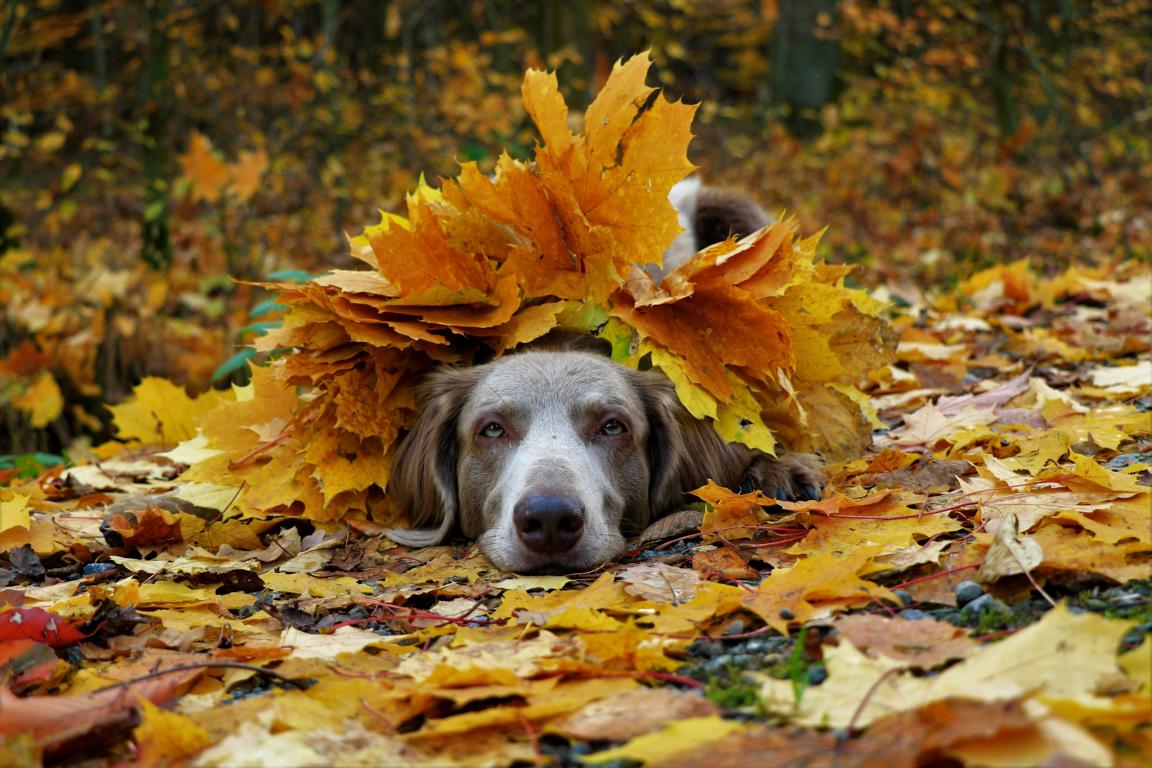 weimaraner 3806655